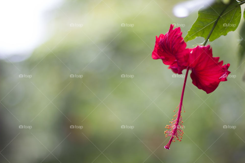 Bye-biscus. hibiscus in the middle of summer