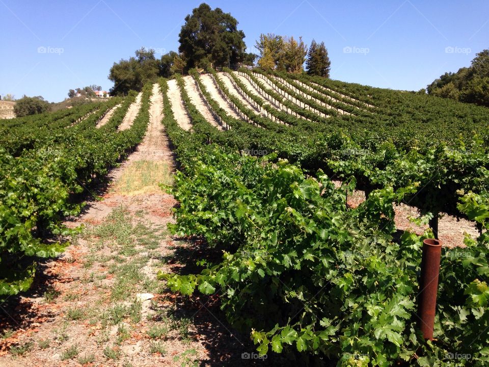 Rows of grape trees