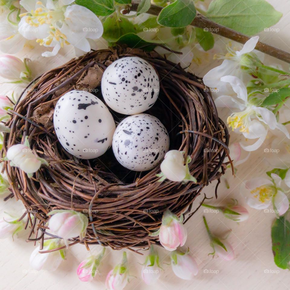 Bird’s nest containing speckled eggs and decorated with apple blossom