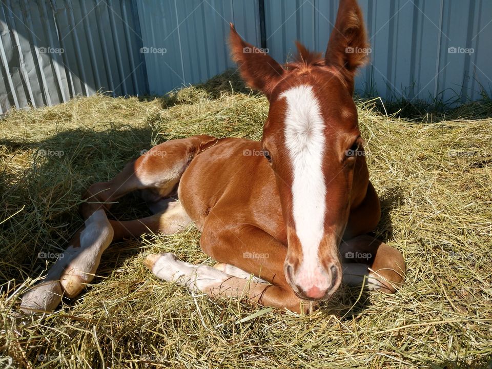 Filly one week old