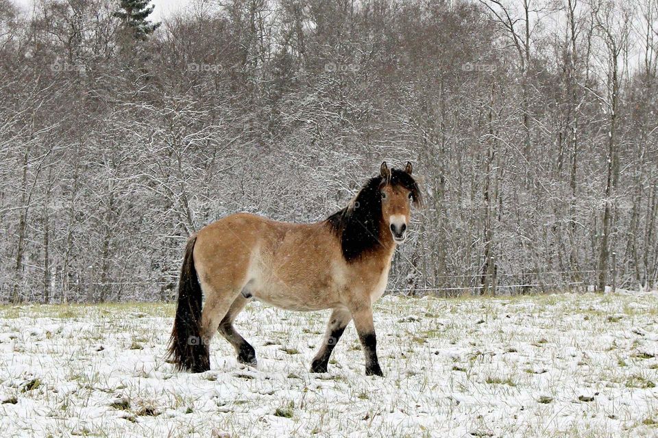 Horse in the first snow of the year