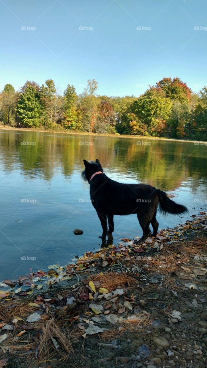 Black chow chow and terroir mix looking at her reflection in the lake 