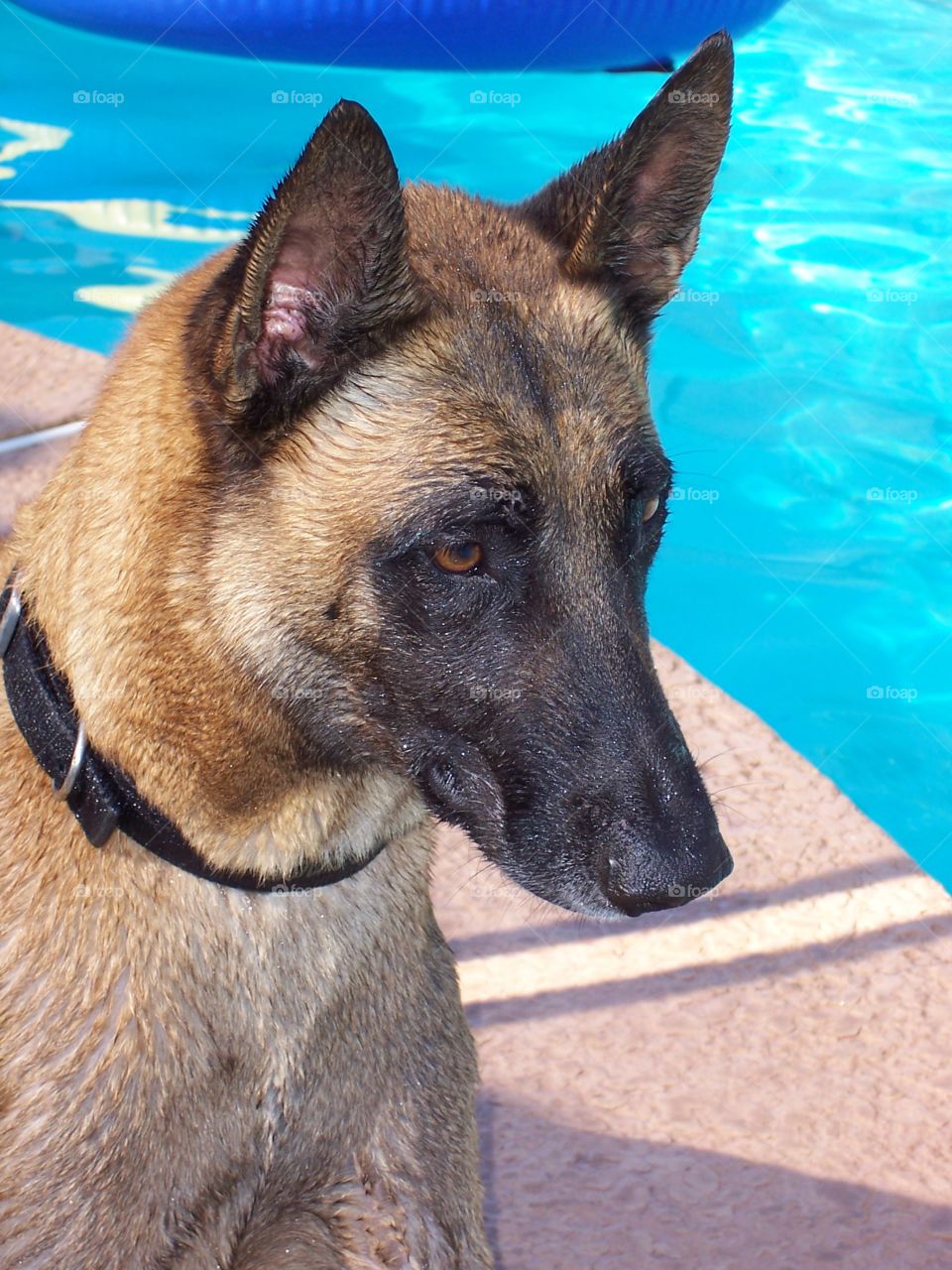 Dog out by pool
