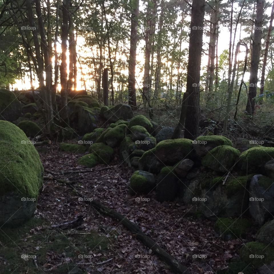 Catched during a walk at Möreleden in Kalmarsund Sweden 