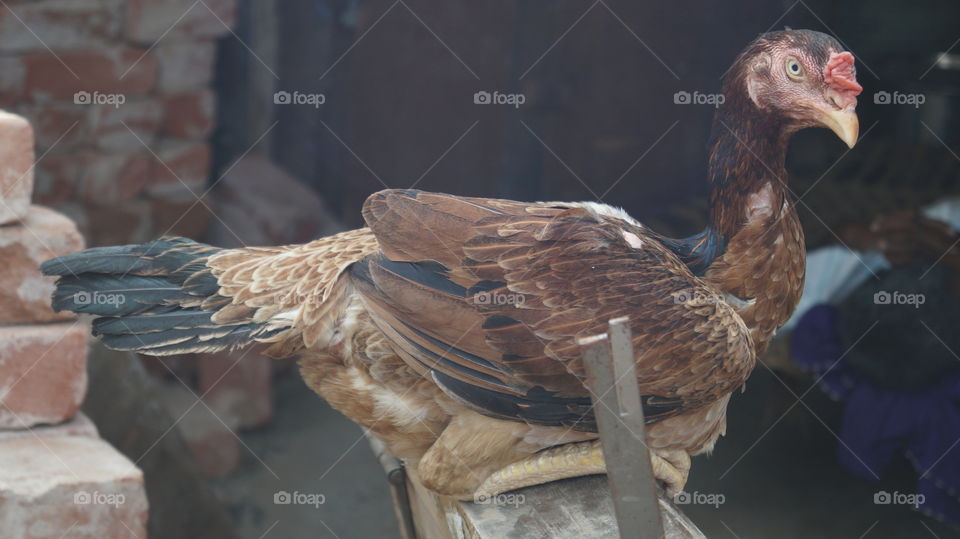 Bird, Nature, Poultry, Feather, Animal