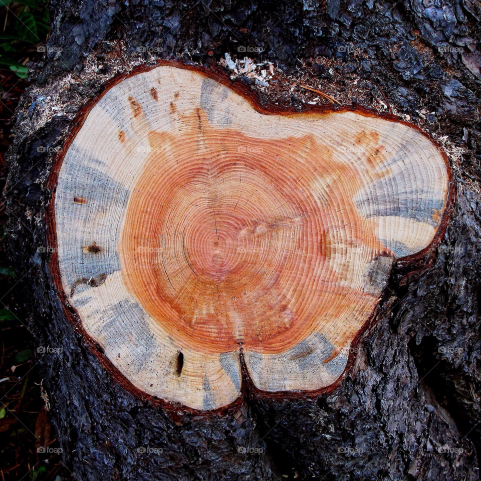 tree history stump growth rings by landon