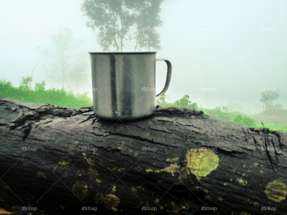 Wood, Nature, Dawn, No Person, Summer