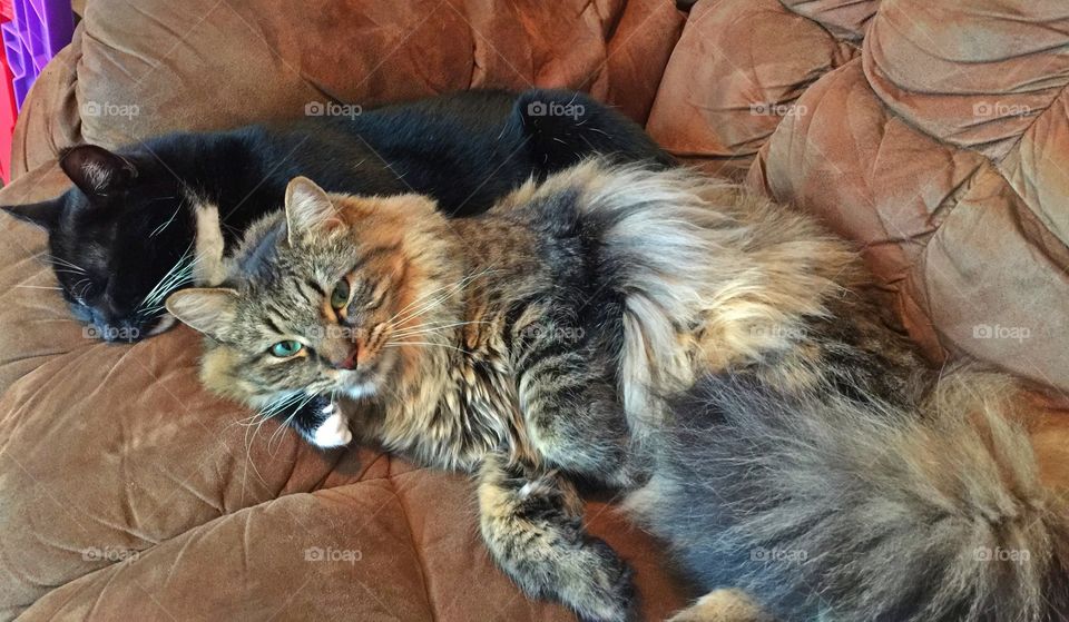 These two adorable cats love to be lazy together 