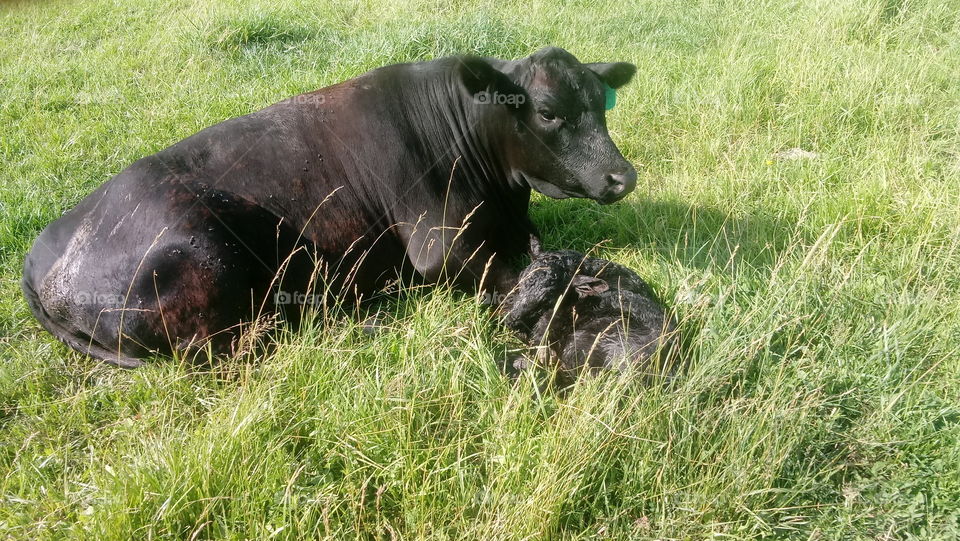 new calf