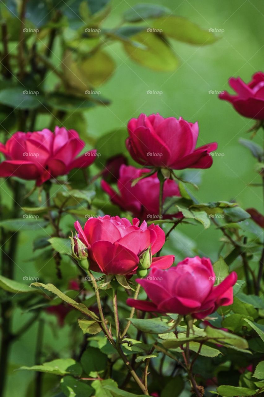 Garden, flowers,roses, red