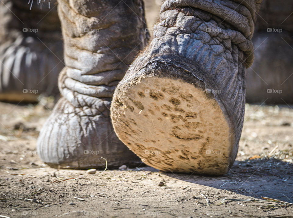 The bottom of an elephant's foot at the Milwaukee County zoo