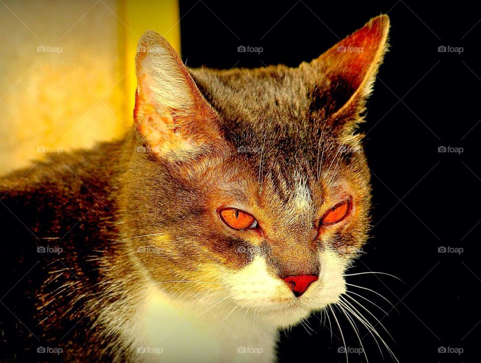 closeup of a cat's face with hazel eyes