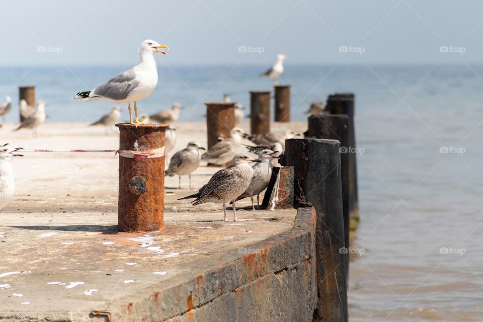 seagulls on the beach