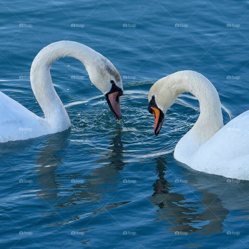 Winter Swans