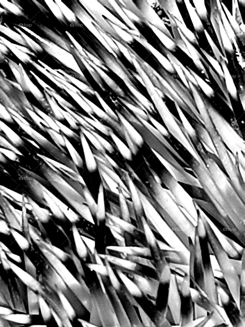 The remains of a hedgehog on the sea shore. Very sharp needles. Photo taken in black and white.