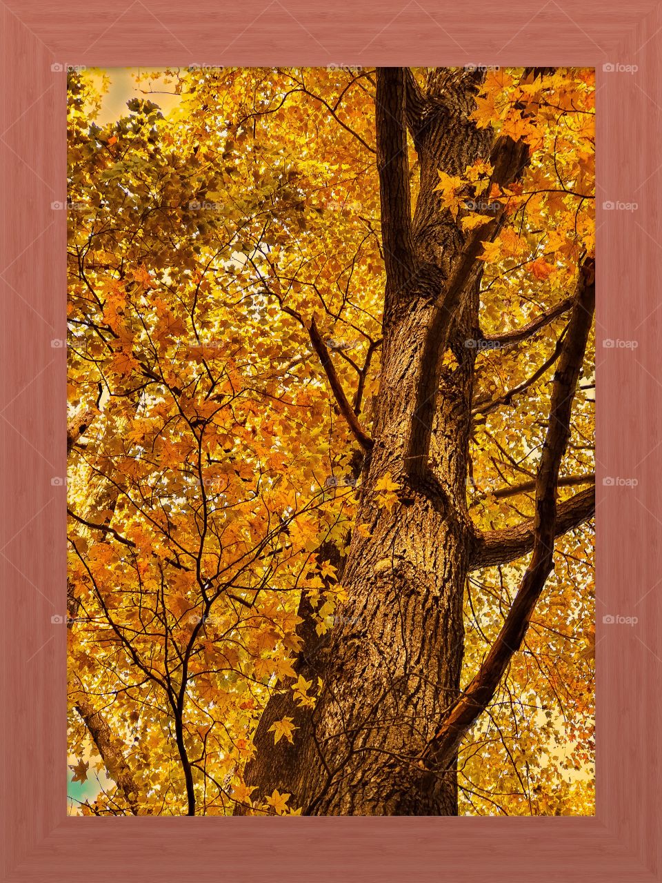 A massive beautiful tree in Fall