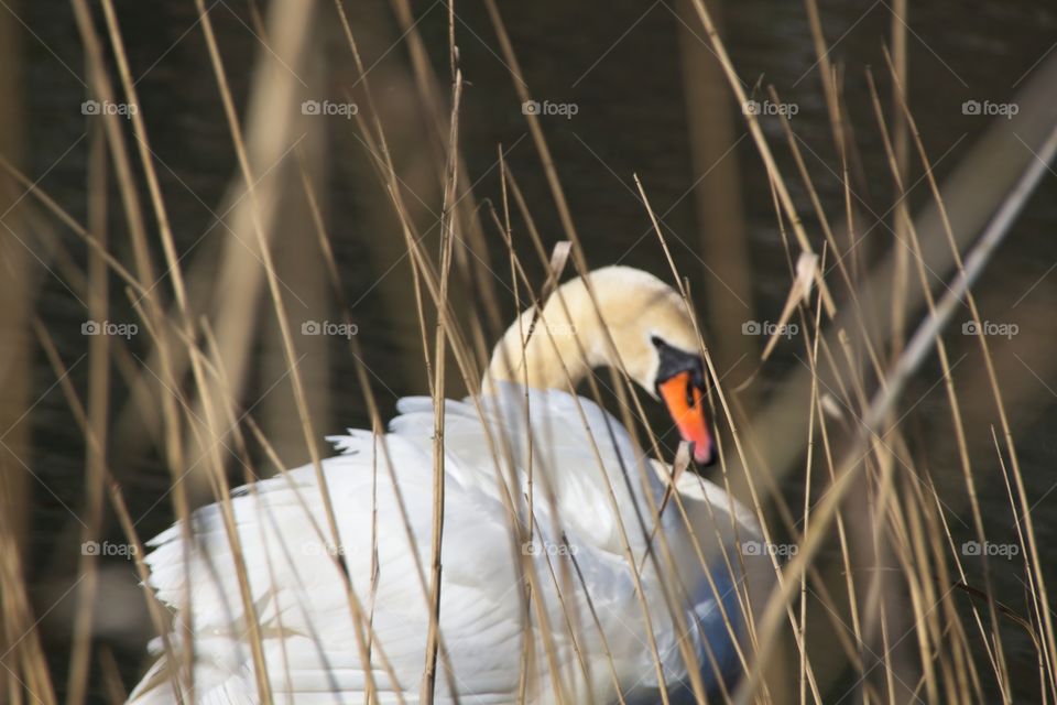 close up of a white swan