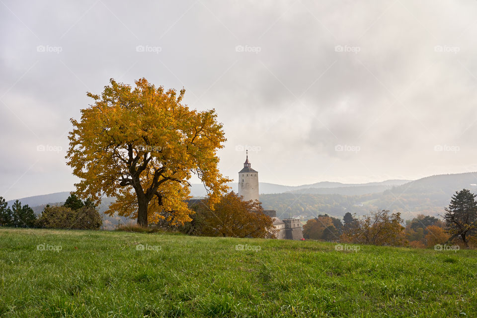 Autumn tree