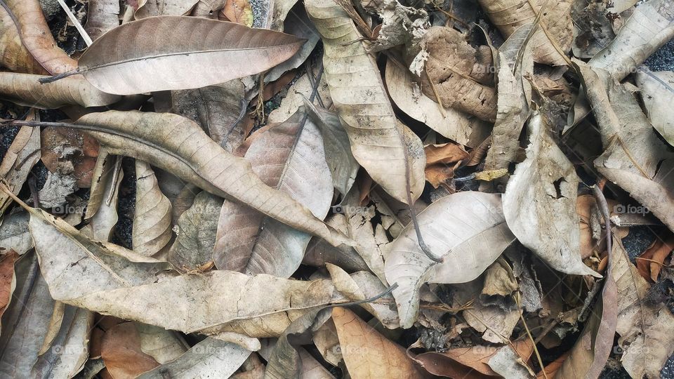 Dry leaves on the ground beautiful background pattern.