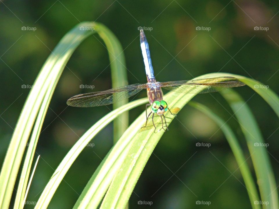 Dragon Fly