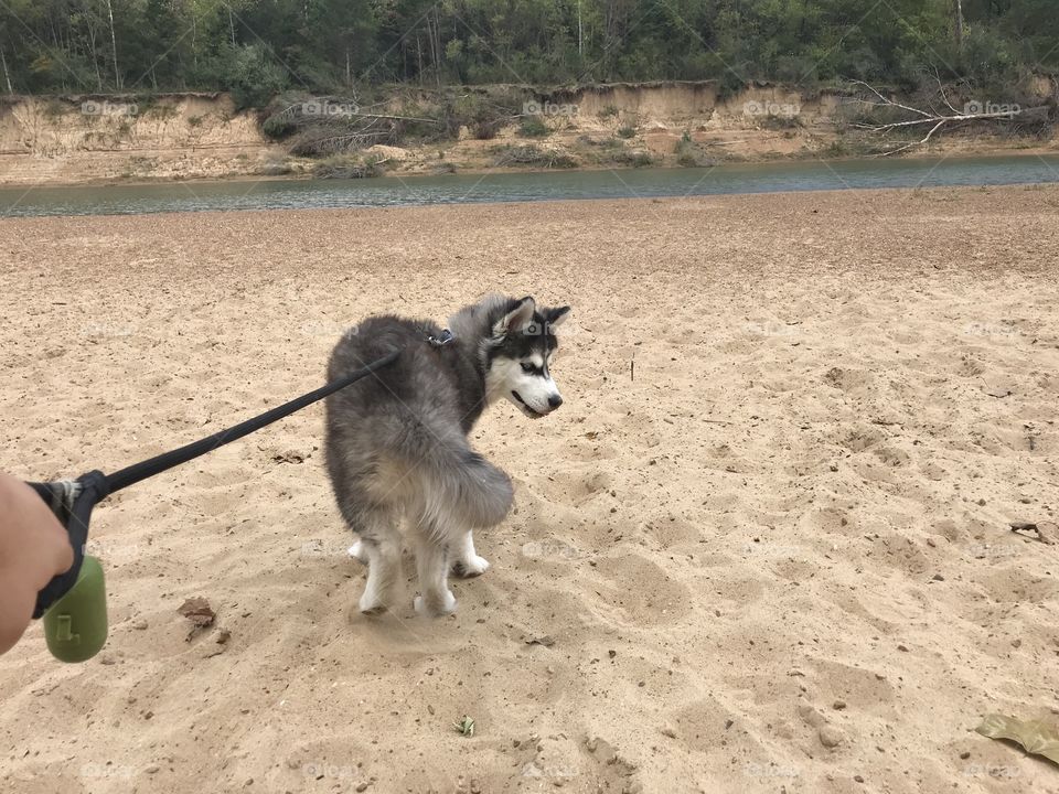 Husky puppy experiencing the beach for the first time