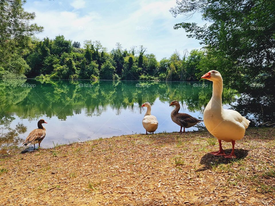 wild geese drink in the lake