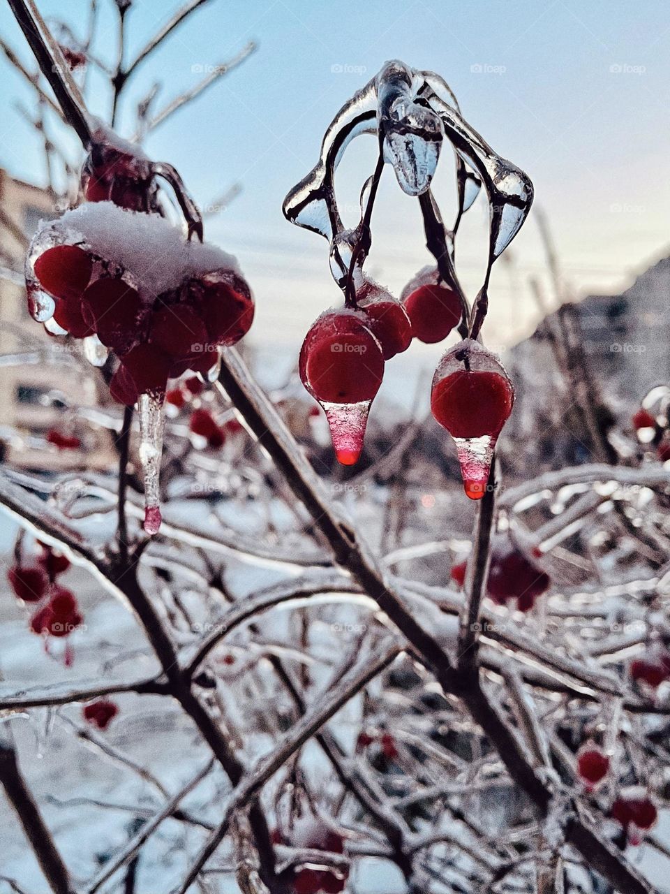 frost, ice and viburnum