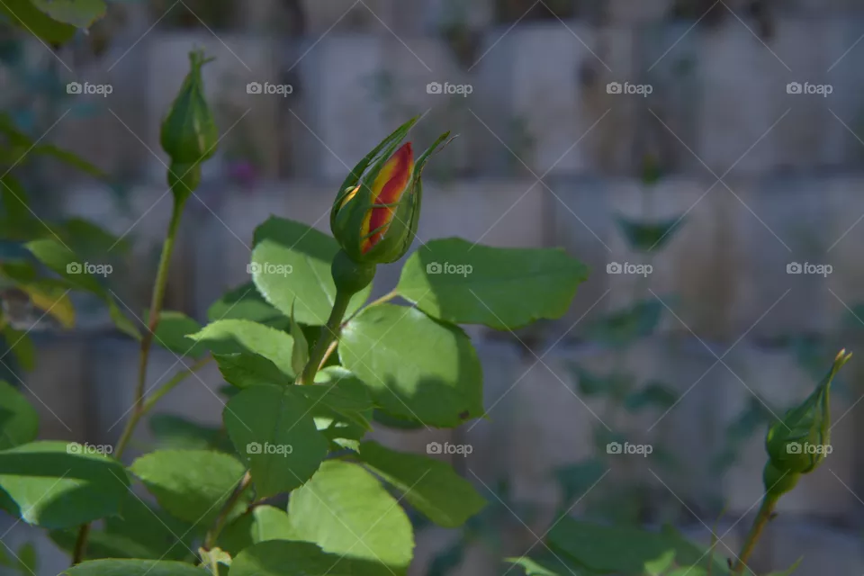 bud