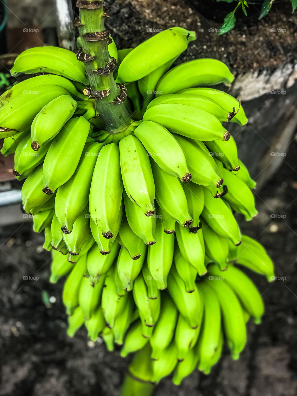 Cacho de banana 