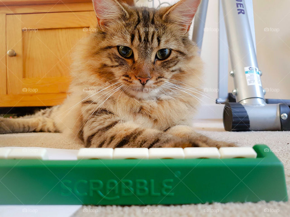 maine coon lynx cat playing scrabble board game