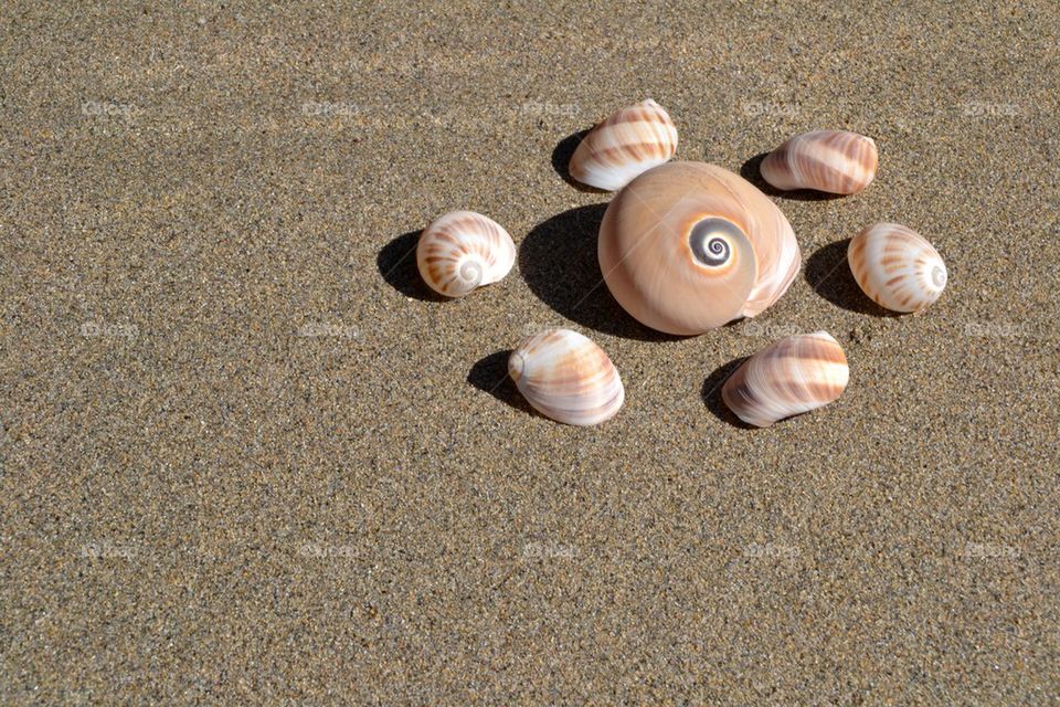 Seashells
