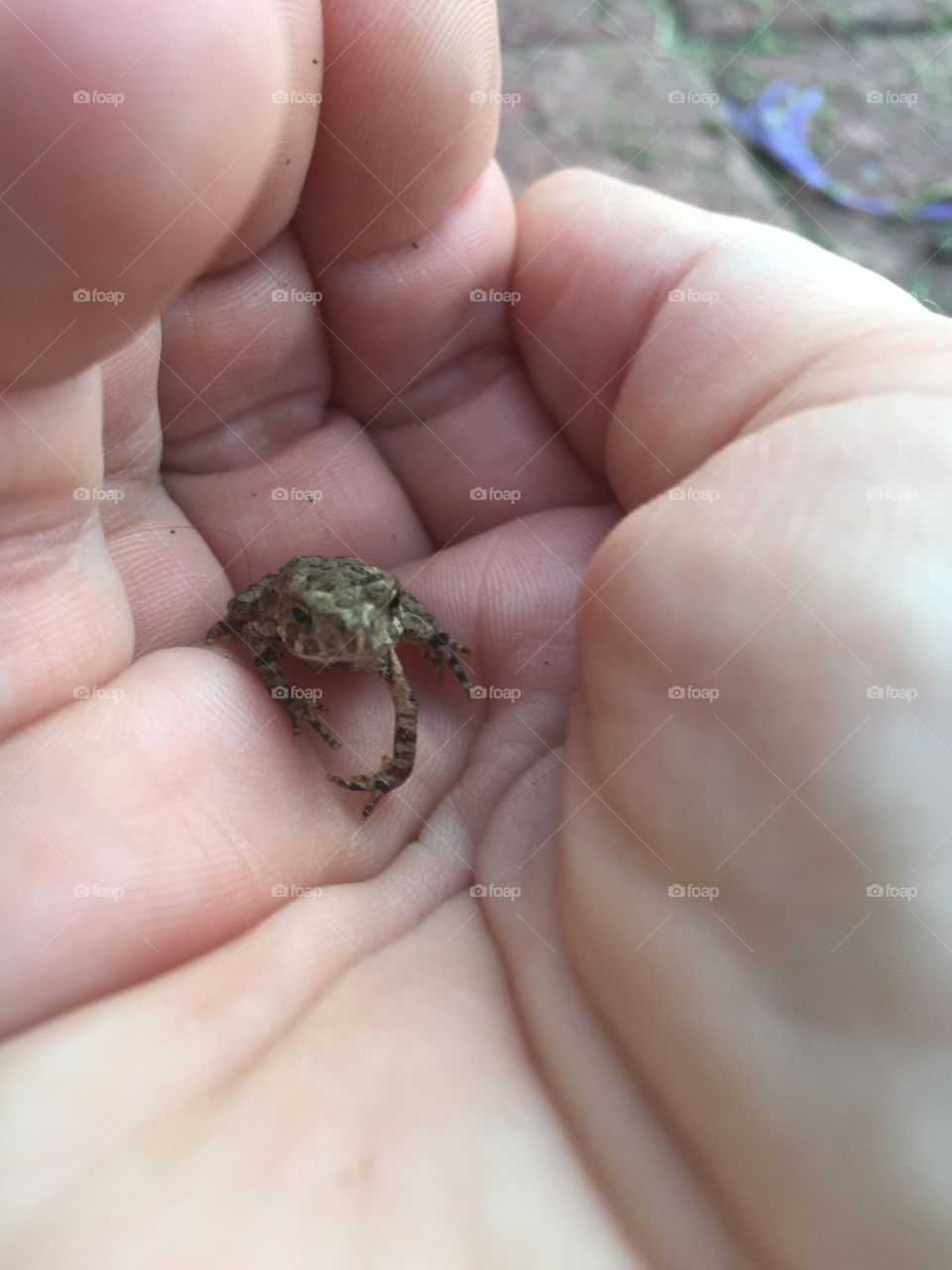 Teeny-tiny little frog in my hand. 