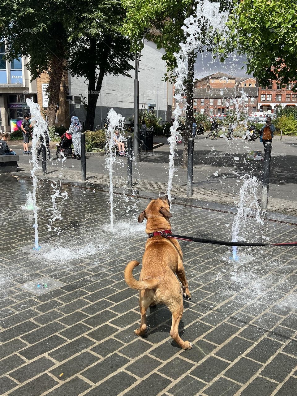 Dog playing with water. Summer mood, summer time. Sunny day. Water fountain. Street photography. Water are cool.