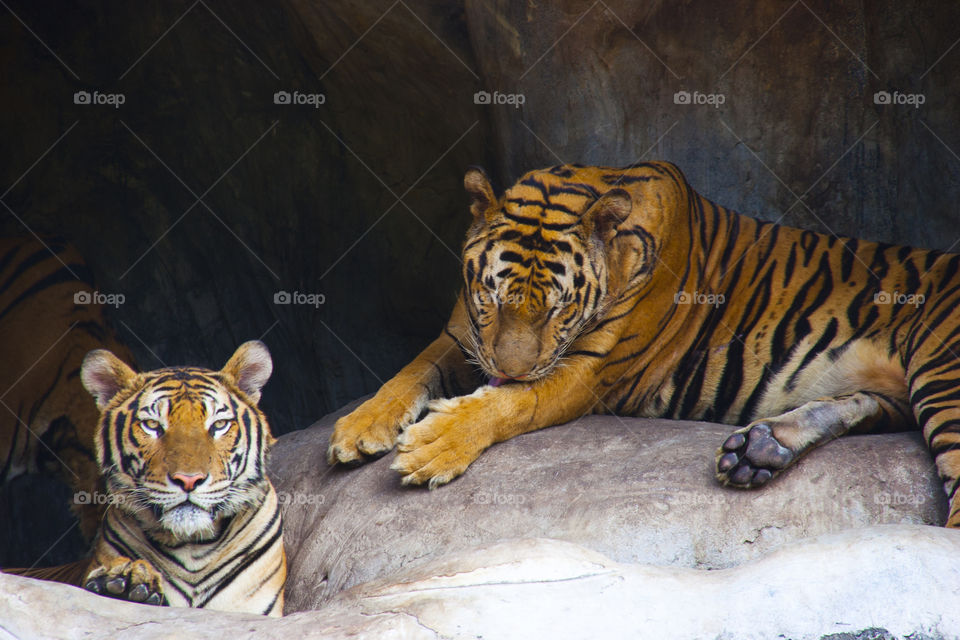 THE BENGAL TIGER IN PATTAYA THAILAND