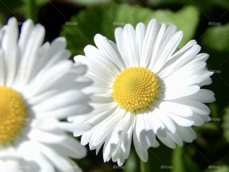 Closeup of dandelion, white flower, nature in macro