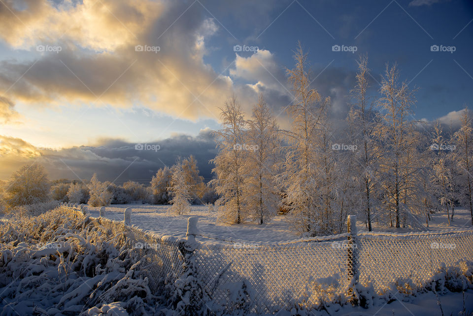 Winter nature in Krimulda,Latvia