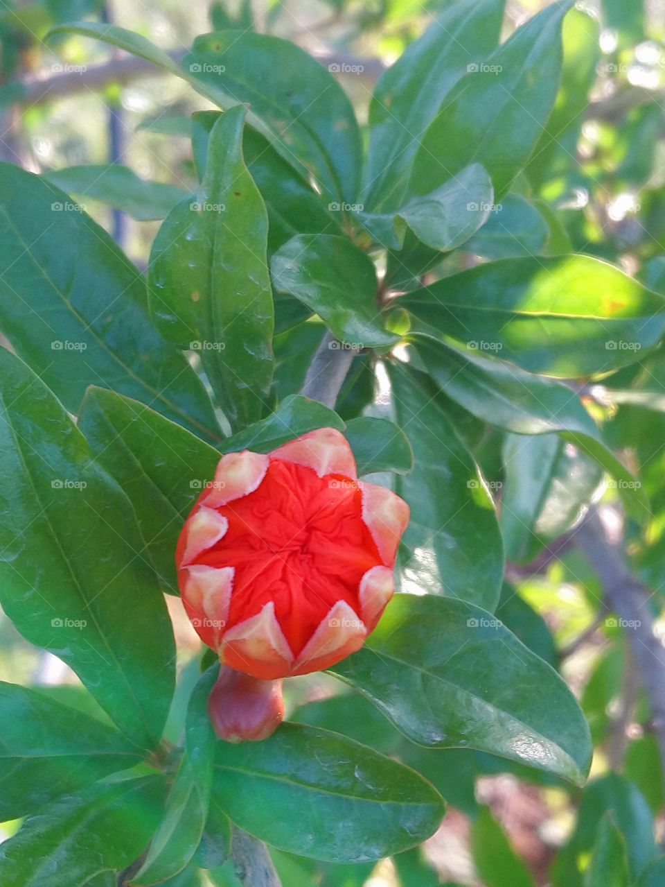 Pomegranate plant