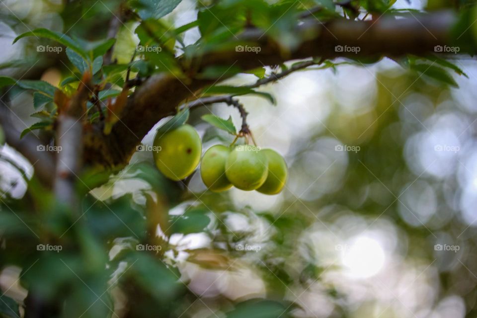 Fruit on the tree