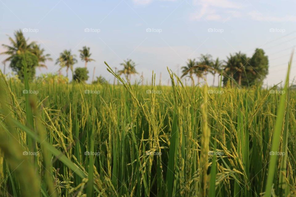 field rice