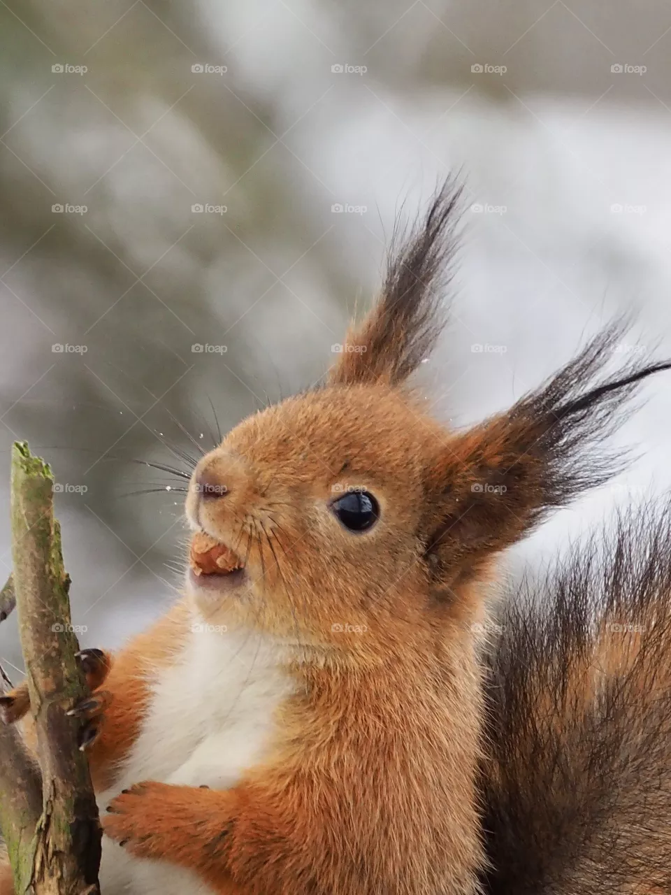 Squirrel