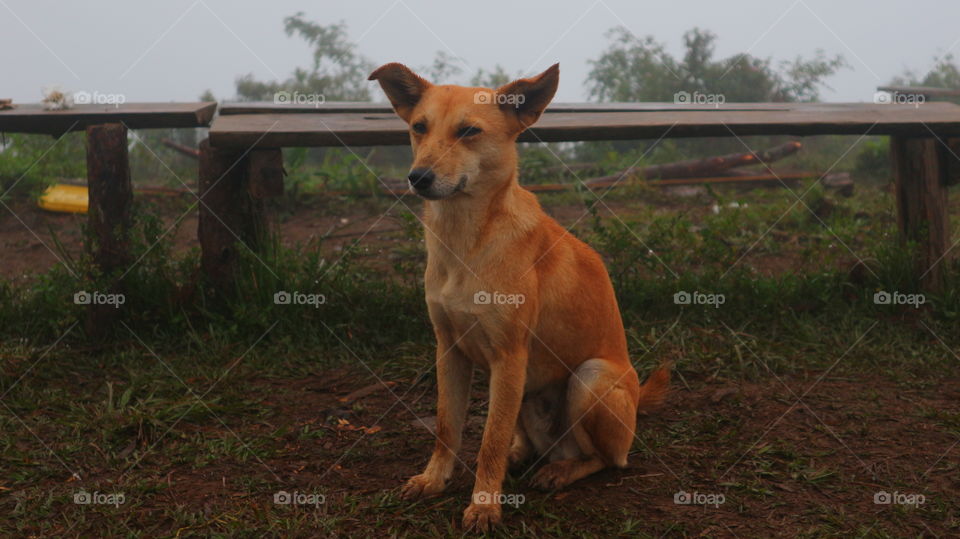 dog in the cold fog