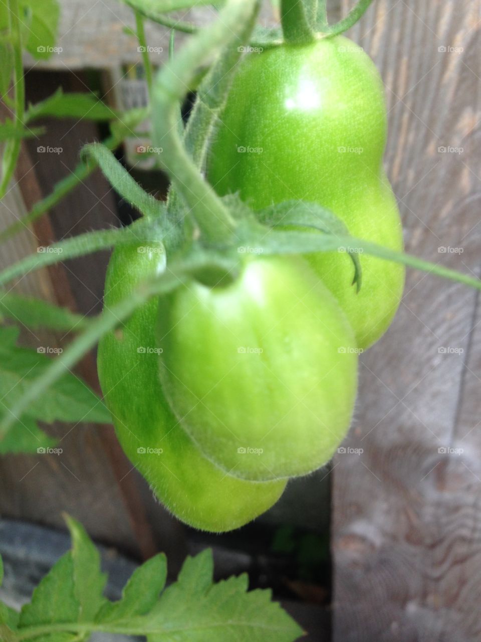 Tomate grün