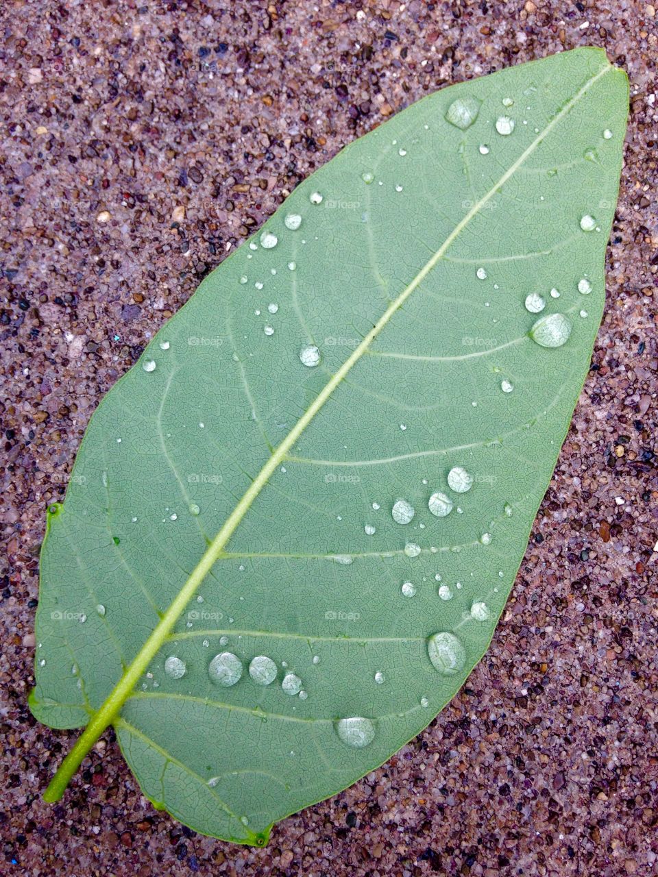 Dew drops on a leaf. Dew on a leaf