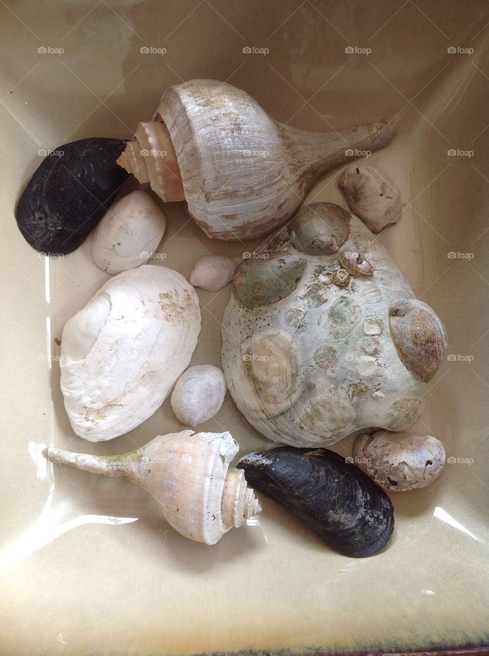 Beautiful seashells found on the beach.