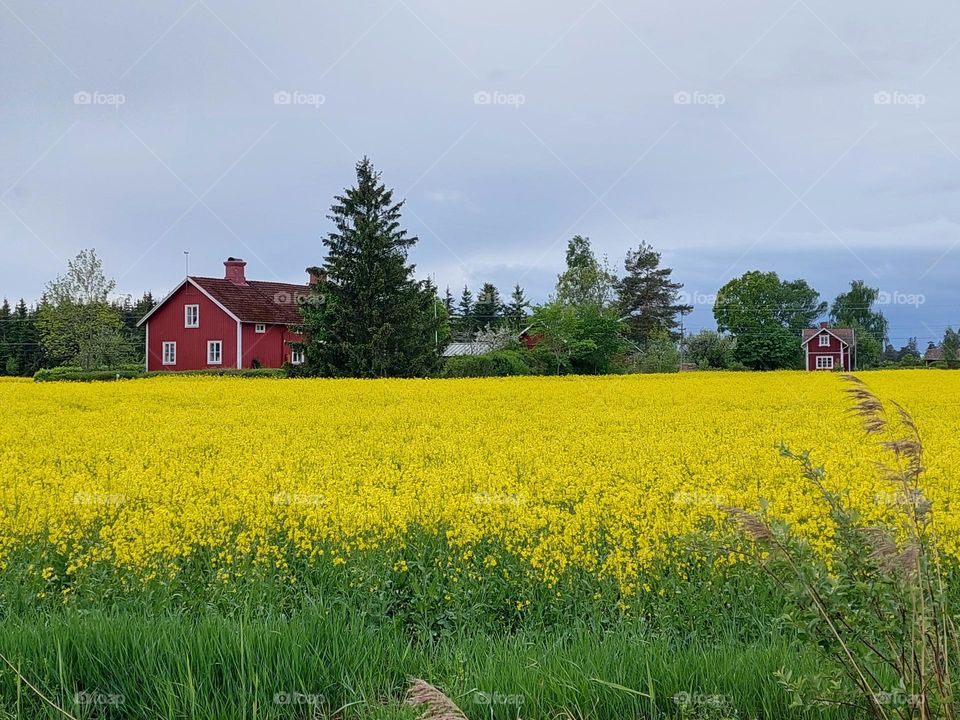 Spring landscape.  Field with rapeseed in bloom.  Non urban scene