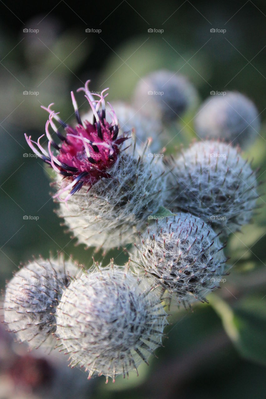 thistle