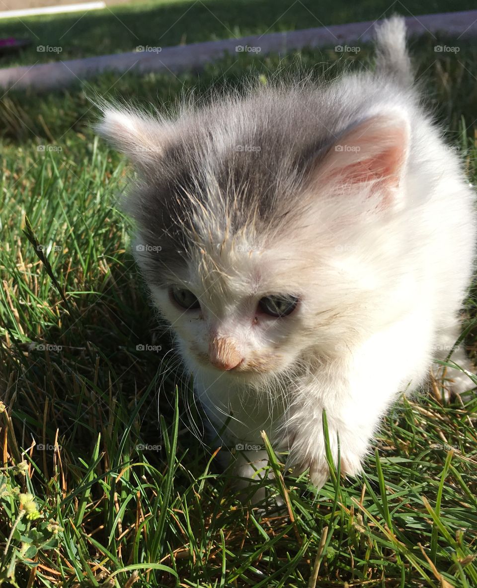 Kitty in the grass.