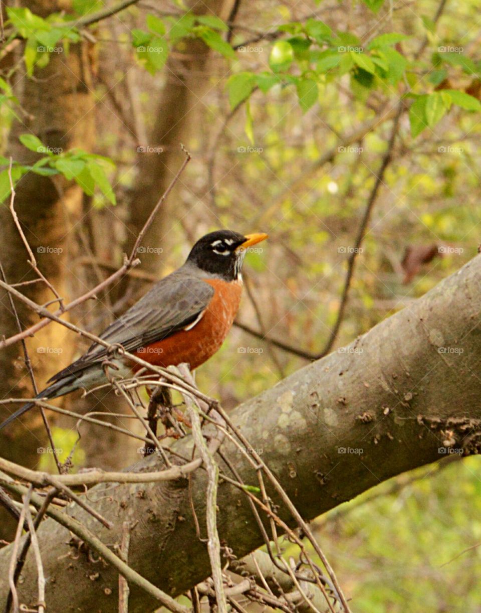red chested robin