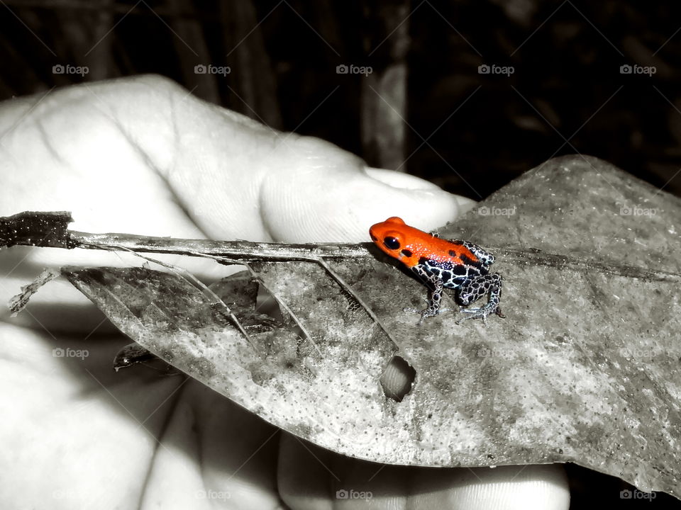 Poison dart frog in man’s hand