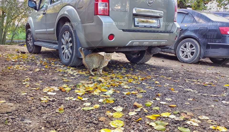 Noticed that cat which was hiding under a vehicle. I thought it could be a little story about that shot. I see a bit of humor in this picture. 